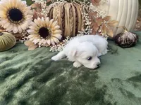 AKC max , a male Maltese for sale in Yanush, OK – 3 of 4