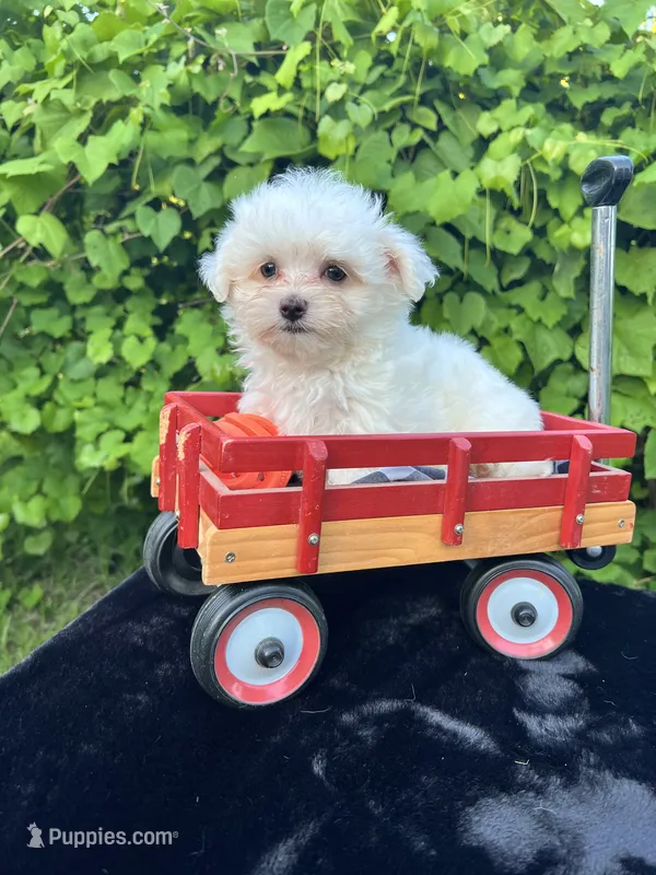 AKC lucky  – Maltese puppy for sale in Yanush, OK