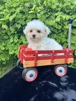 AKC lucky , a male Maltese for sale in Yanush, OK – 1 of 5