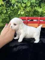 AKC tiny Korean boy , a male Maltese for sale in Yanush, OK – 10 of 10