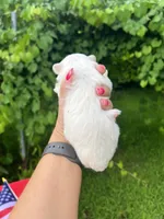 AKC Mia , a female Maltese for sale in Yanush, OK – 2 of 3