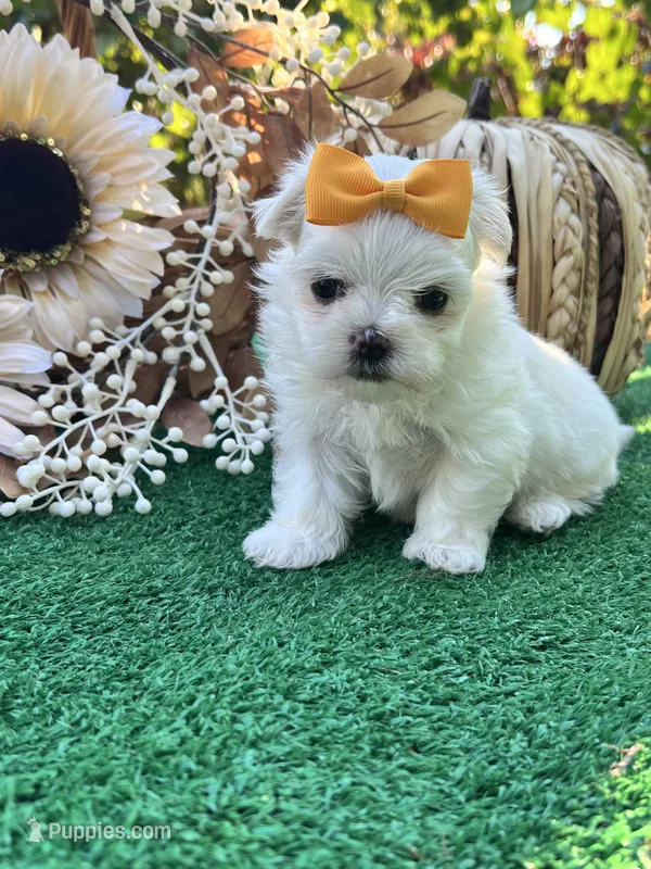 AKC May  – Maltese puppy for sale in Yanush, OK