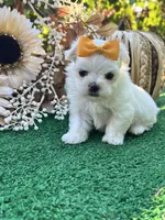 AKC May , a female Maltese for sale in Yanush, OK – 1 of 9