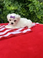 AKC Korean Southern Bell , a female Maltese for sale in Yanush, OK – 4 of 5