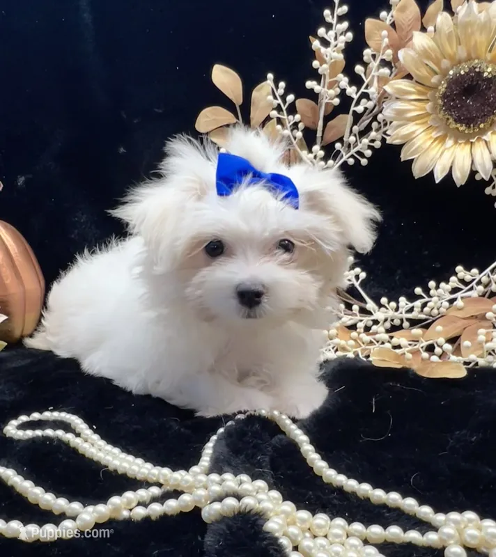 AKC Mia  – Maltese puppy for sale in Yanush, OK