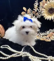 AKC Mia , a female Maltese for sale in Yanush, OK – 1 of 3