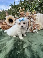 Ack Grace , a female Maltese for sale in Yanush, OK – 1 of 5