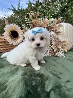 Ack Grace , a female Maltese for sale in Yanush, OK – 5 of 5