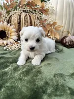 AKC max , a male Maltese for sale in Yanush, OK – 1 of 4