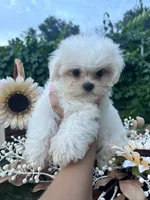 AKC tiny Korean boy , a male Maltese for sale in Yanush, OK – 6 of 7