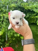 AKC Mia , a female Maltese for sale in Yanush, OK – 1 of 3