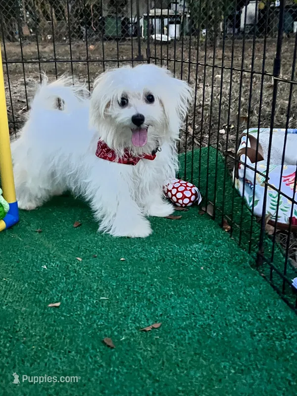 AKC lucky  – Maltese puppy for sale in Yanush, OK