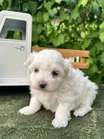 AKC jacks , a male Maltese for sale in Yanush, OK – 2 of 3