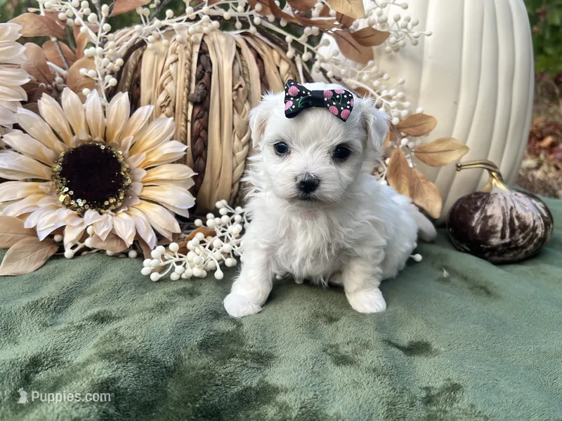 AKC Princess  – Maltese puppy for sale in Yanush, OK