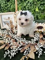 AKC Mia , a female Maltese for sale in Yanush, OK – 3 of 7