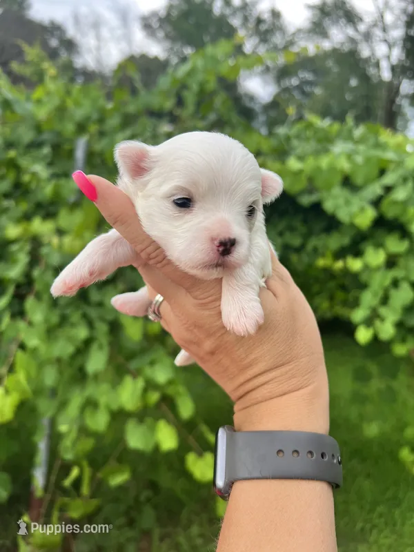 AKC  sunshine  – Maltese puppy for sale in Yanush, OK
