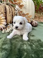 AKC max , a male Maltese for sale in Yanush, OK – 4 of 4