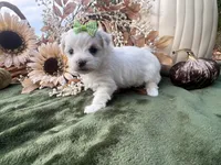 AKC Betty , a female Maltese for sale in Yanush, OK – 5 of 5