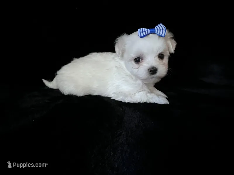 AKC blue bow  – Maltese puppy for sale in Yanush, OK