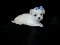 AKC blue bow , a female Maltese for sale in Yanush, OK – Photo 1 of 7