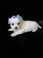 AKC blue bow , a female Maltese for sale in Yanush, OK – Photo 5 of 7