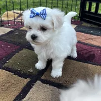 AKC blue bow , a female Maltese for sale in Yanush, OK – Photo 6 of 7