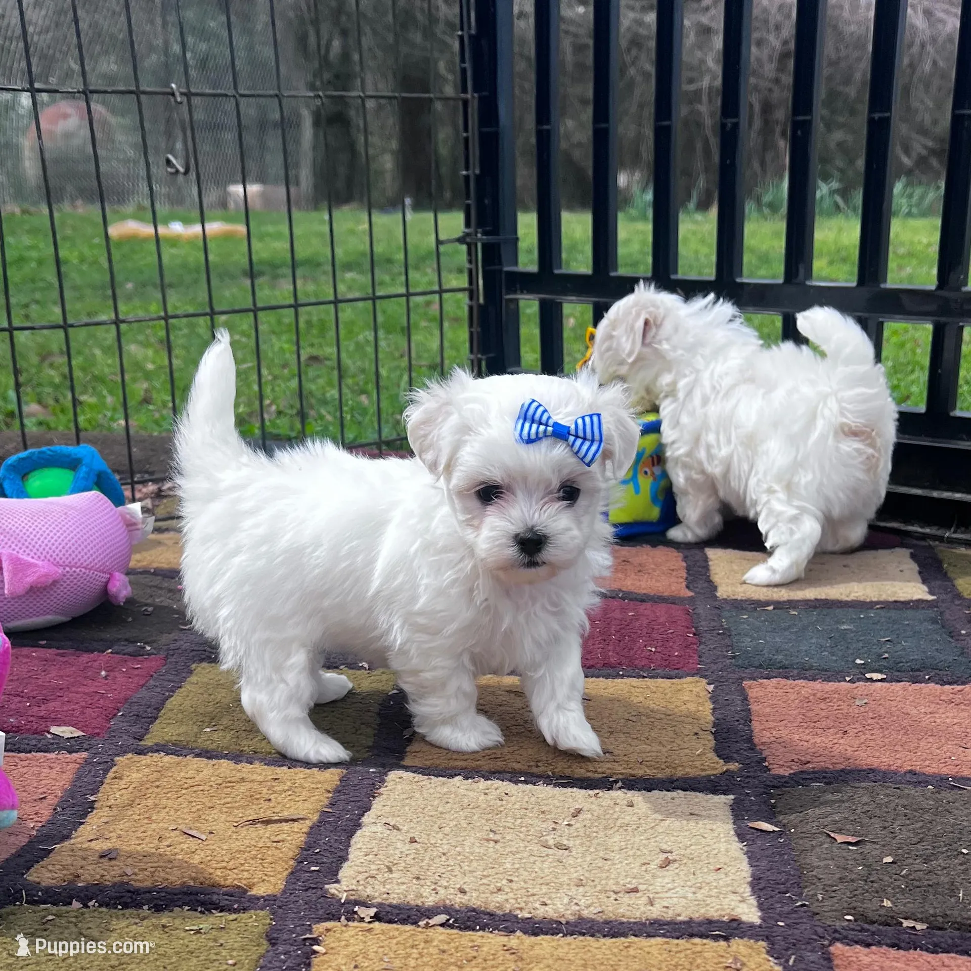 AKC blue bow , a female Maltese for sale in Yanush, OK – Photo 7 of 7