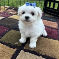 AKC blue bow , a female Maltese for sale in Yanush, OK – Photo 3 of 7
