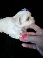 AKC blue bow , a female Maltese for sale in Yanush, OK – Photo 2 of 7
