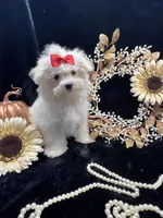 AKC  sunshine , a female Maltese for sale in Yanush, OK – 4 of 5