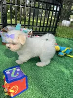 AKC Korean Southern Bell , a female Maltese for sale in Yanush, OK – 6 of 10