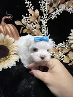 AKC Ellie , a female Maltese for sale in Yanush, OK – 2 of 5