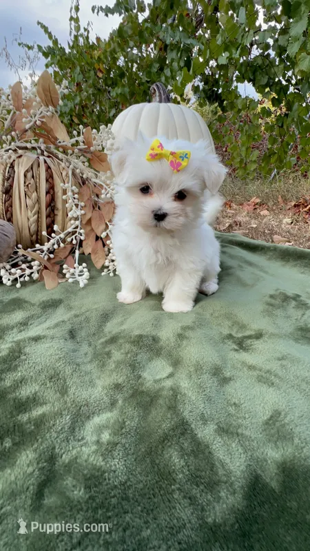 AKC sunshine  – Maltese puppy for sale in Yanush, OK
