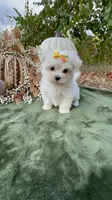 AKC sunshine , a female Maltese for sale in Yanush, OK – 1 of 7