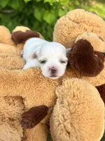 AKC Korean boy , a male Maltese for sale in Yanush, OK – 5 of 5