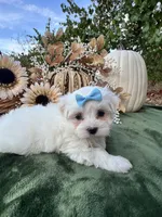 Ack Grace , a female Maltese for sale in Yanush, OK – 4 of 5