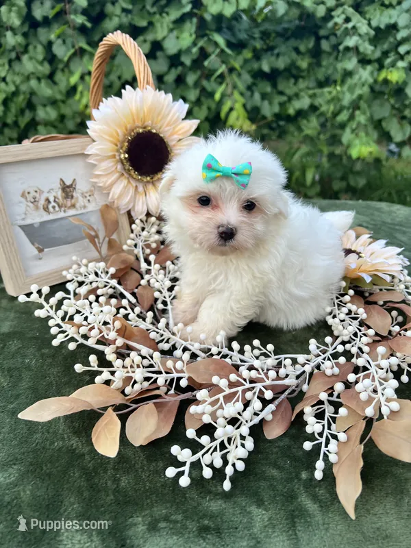 AKC  sunshine  – Maltese puppy for sale in Yanush, OK