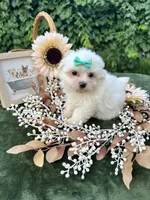 AKC  sunshine , a female Maltese for sale in Yanush, OK – 1 of 5