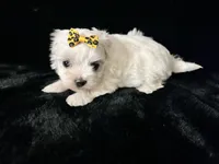 AKC yellow bow , a female Maltese for sale in Yanush, OK – Photo 5 of 5