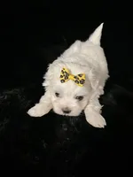 AKC yellow bow , a female Maltese for sale in Yanush, OK – Photo 2 of 5