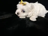 AKC yellow bow , a female Maltese for sale in Yanush, OK – Photo 3 of 5