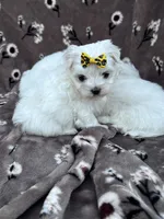 AKC yellow bow , a female Maltese for sale in Yanush, OK – Photo 4 of 5