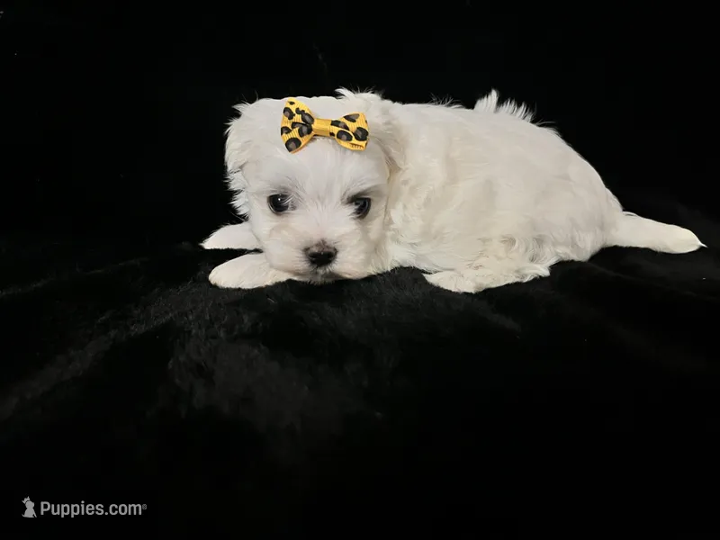 AKC yellow bow  – Maltese puppy for sale in Yanush, OK