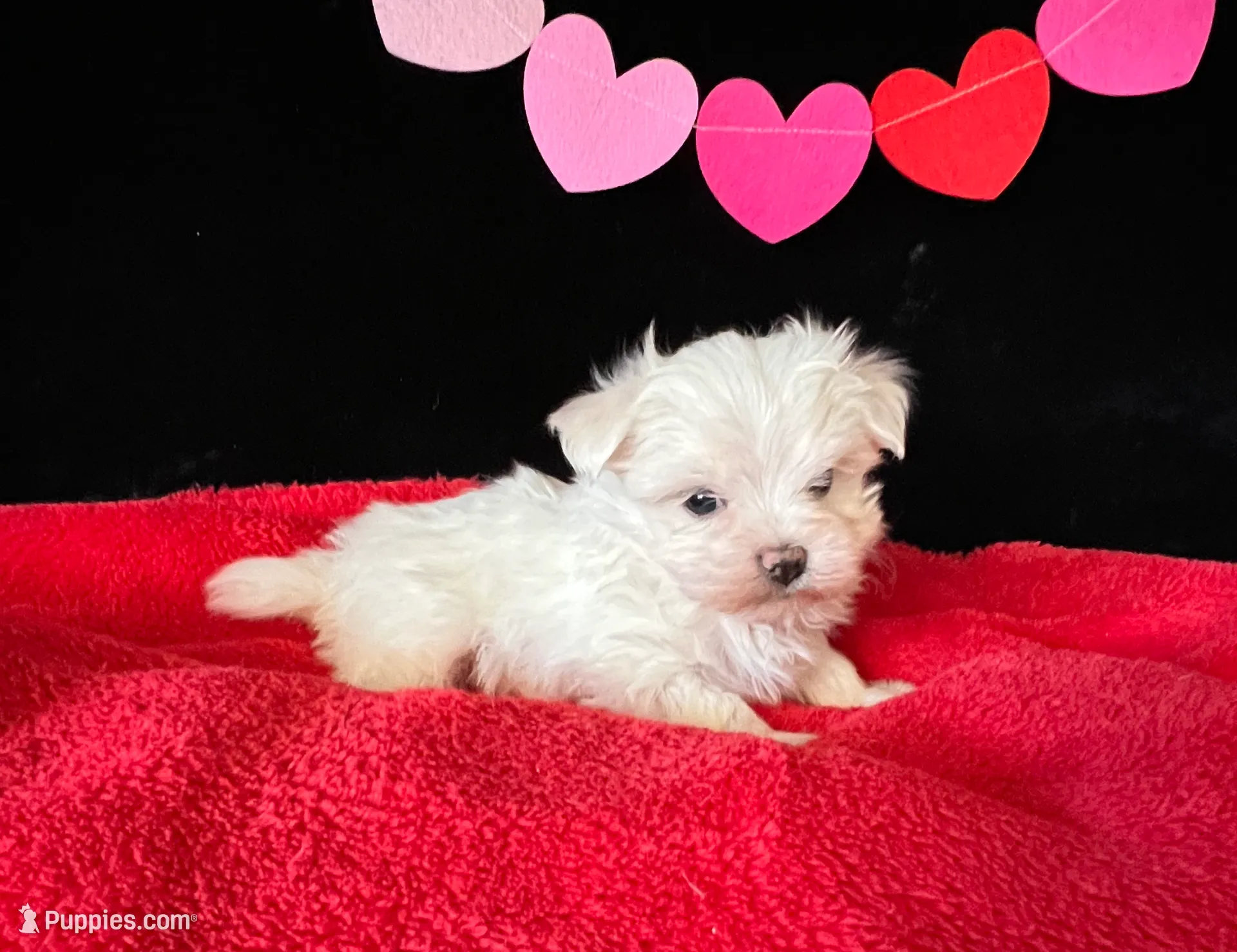 processed/3a7d16b6-fef9-4d2b-ab61-42d354c7a74d/listing/a5564409-ad25-49d8-8187-6bf74052d8ec/47712b77-5176-4f16-a681-fff181cf937e