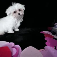 AKC Valentine baby, a male Maltese for sale in Yanush, OK – Photo 2 of 8