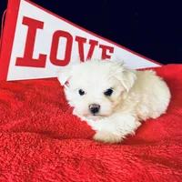 AKC Valentine baby, a male Maltese for sale in Yanush, OK – Photo 6 of 8