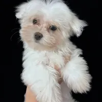AKC Valentine baby, a male Maltese for sale in Yanush, OK – Photo 3 of 8
