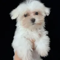 AKC Valentine baby, a male Maltese for sale in Yanush, OK – Photo 1 of 8
