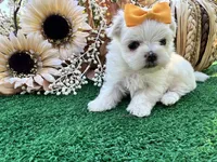AKC May , a female Maltese for sale in Yanush, OK – 2 of 9