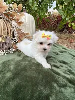 AKC sunshine , a female Maltese for sale in Yanush, OK – 7 of 7
